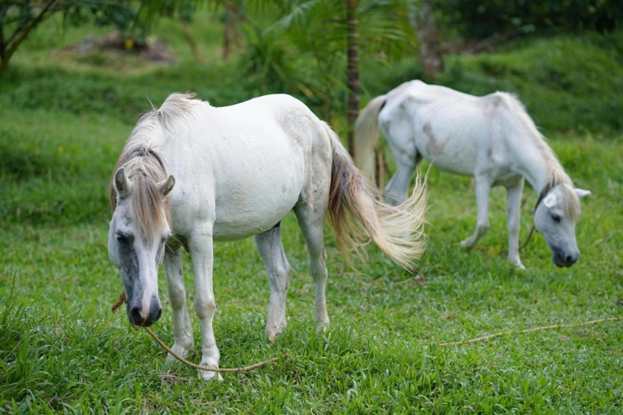 Carmel Tourism Village Kotamangalam Dış mekan fotoğraf